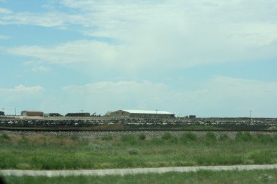Colorado Cattle Ranch